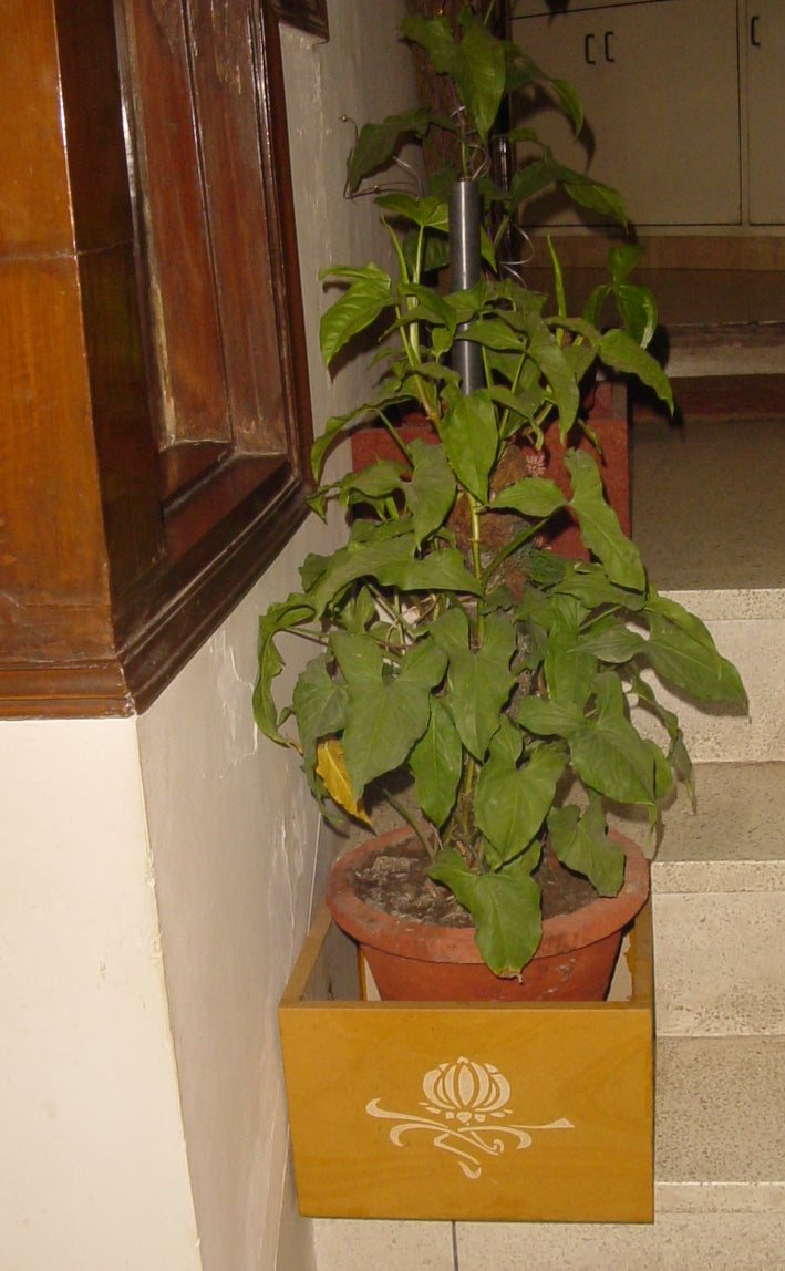 Opulent Homes Planters in Yellow Jaisalmer Marble