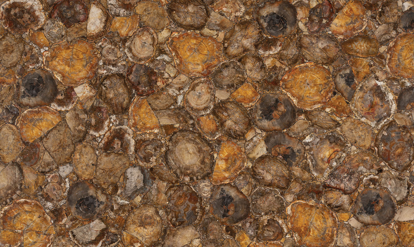 Stone Plus India Brown Petrified Wood