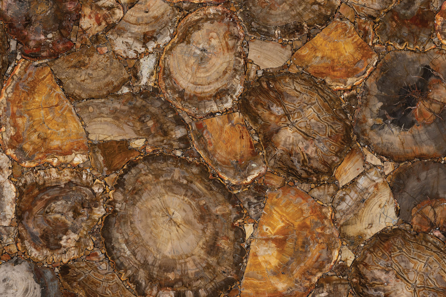 Stone Plus India Brown Petrified Wood